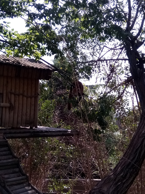 Foto - Binlerce hayvana ev sahipliği yapıyor: Faruk Yalçın Hayvanat Bahçesi ve Botanik Parkı