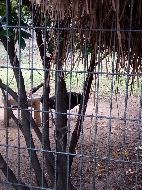 Foto - Binlerce hayvana ev sahipliği yapıyor: Faruk Yalçın Hayvanat Bahçesi ve Botanik Parkı
