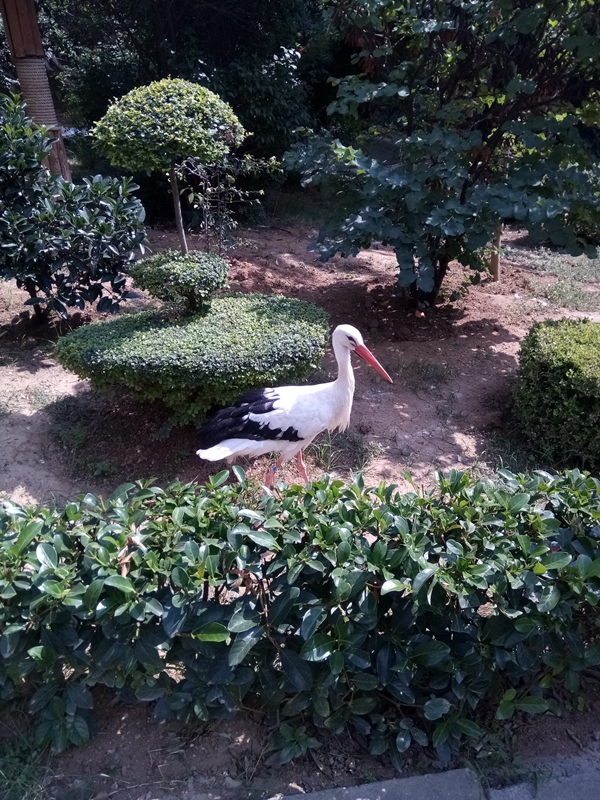 Foto - Binlerce hayvana ev sahipliği yapıyor: Faruk Yalçın Hayvanat Bahçesi ve Botanik Parkı