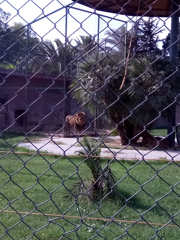 Foto - Binlerce hayvana ev sahipliği yapıyor: Faruk Yalçın Hayvanat Bahçesi ve Botanik Parkı