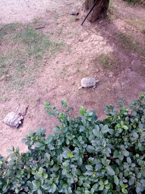 Foto - Binlerce hayvana ev sahipliği yapıyor: Faruk Yalçın Hayvanat Bahçesi ve Botanik Parkı