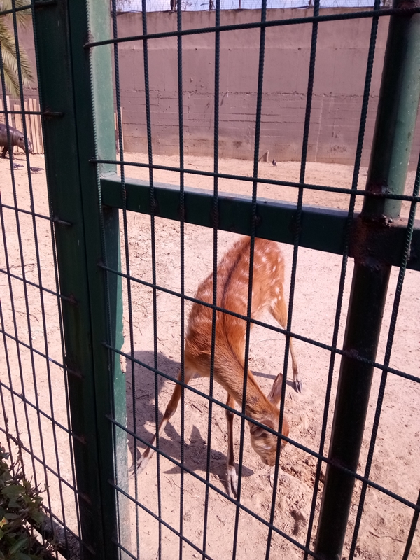 Foto - Binlerce hayvana ev sahipliği yapıyor: Faruk Yalçın Hayvanat Bahçesi ve Botanik Parkı