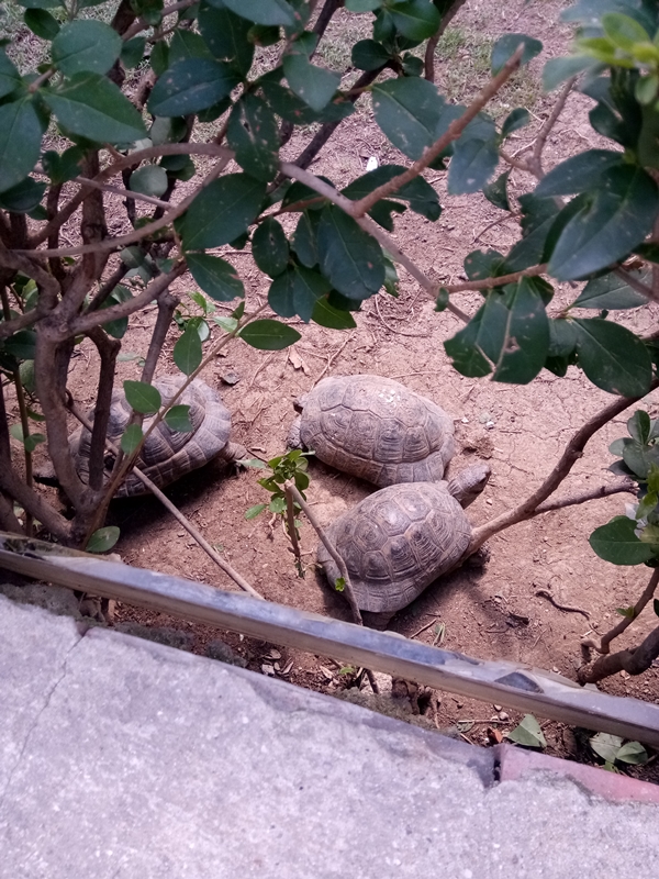 Foto - Binlerce hayvana ev sahipliği yapıyor: Faruk Yalçın Hayvanat Bahçesi ve Botanik Parkı