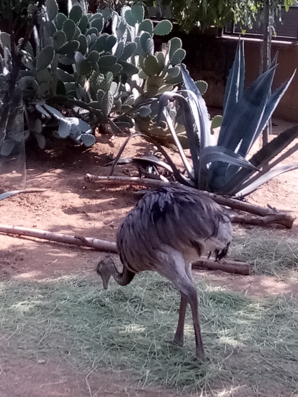 Foto - Binlerce hayvana ev sahipliği yapıyor: Faruk Yalçın Hayvanat Bahçesi ve Botanik Parkı