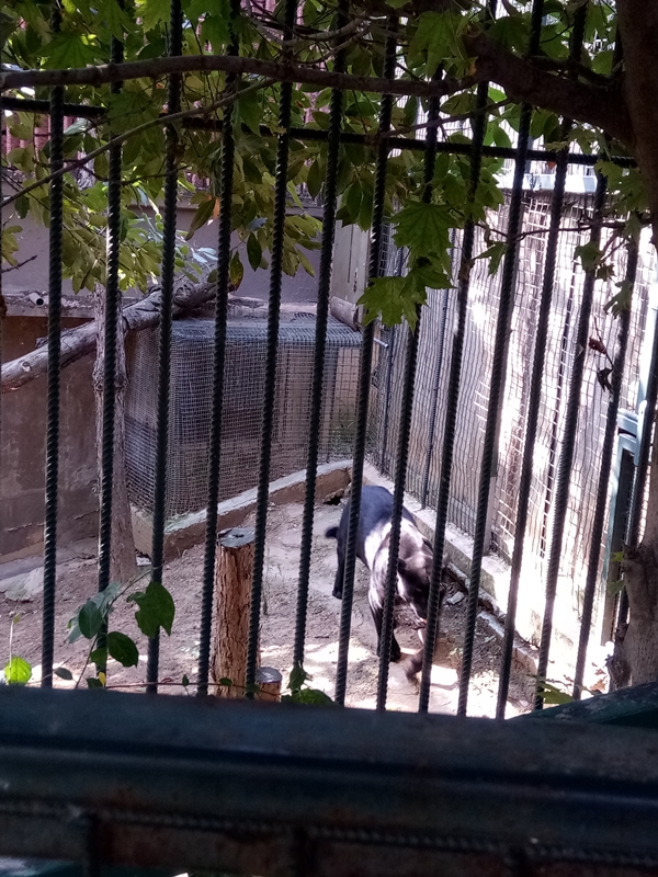 Foto - Binlerce hayvana ev sahipliği yapıyor: Faruk Yalçın Hayvanat Bahçesi ve Botanik Parkı