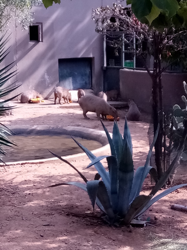 Foto - Binlerce hayvana ev sahipliği yapıyor: Faruk Yalçın Hayvanat Bahçesi ve Botanik Parkı