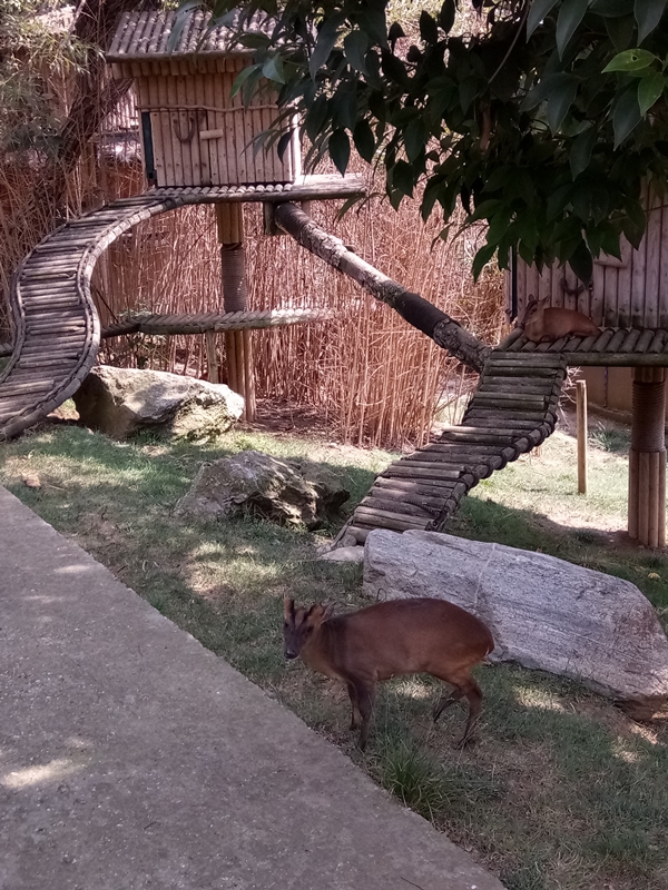 Foto - Binlerce hayvana ev sahipliği yapıyor: Faruk Yalçın Hayvanat Bahçesi ve Botanik Parkı