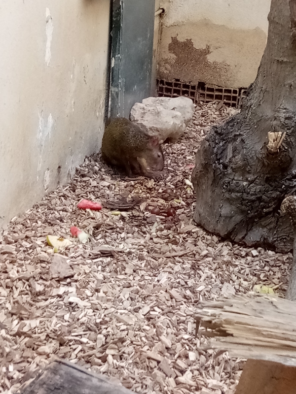 Foto - Binlerce hayvana ev sahipliği yapıyor: Faruk Yalçın Hayvanat Bahçesi ve Botanik Parkı