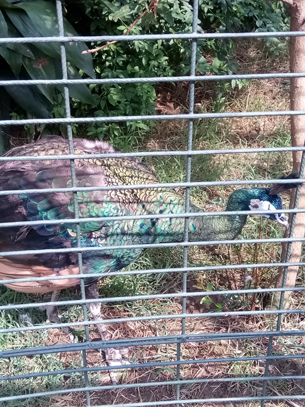 Foto - Binlerce hayvana ev sahipliği yapıyor: Faruk Yalçın Hayvanat Bahçesi ve Botanik Parkı
