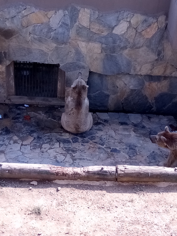 Foto - Binlerce hayvana ev sahipliği yapıyor: Faruk Yalçın Hayvanat Bahçesi ve Botanik Parkı