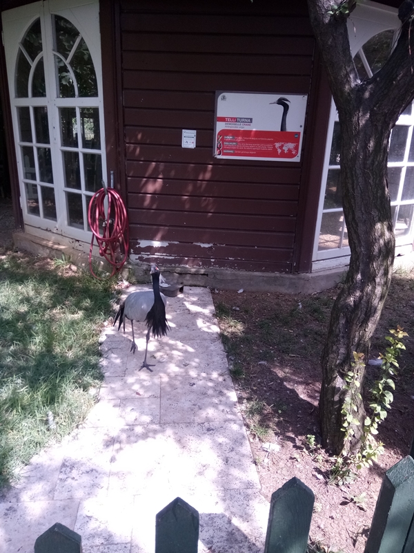 Foto - Binlerce hayvana ev sahipliği yapıyor: Faruk Yalçın Hayvanat Bahçesi ve Botanik Parkı