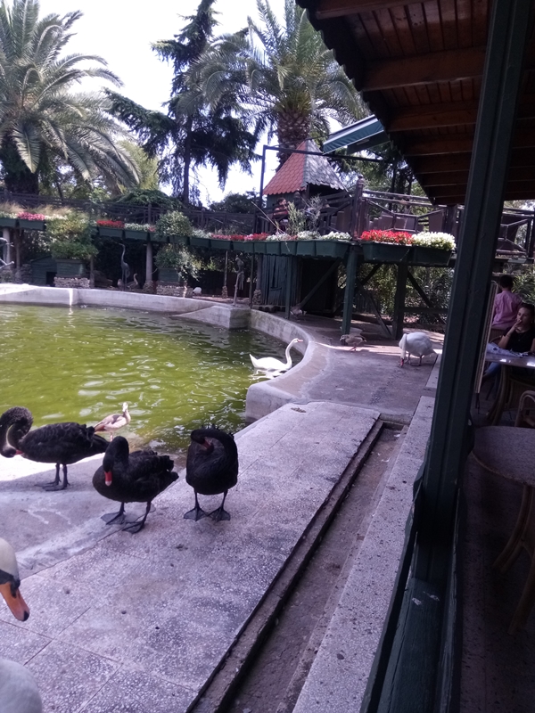 Foto - Binlerce hayvana ev sahipliği yapıyor: Faruk Yalçın Hayvanat Bahçesi ve Botanik Parkı