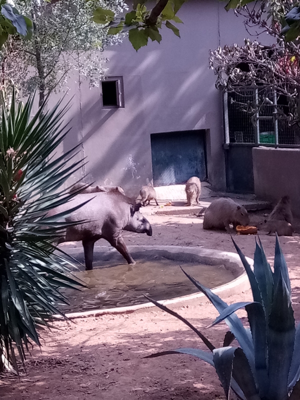 Foto - Binlerce hayvana ev sahipliği yapıyor: Faruk Yalçın Hayvanat Bahçesi ve Botanik Parkı