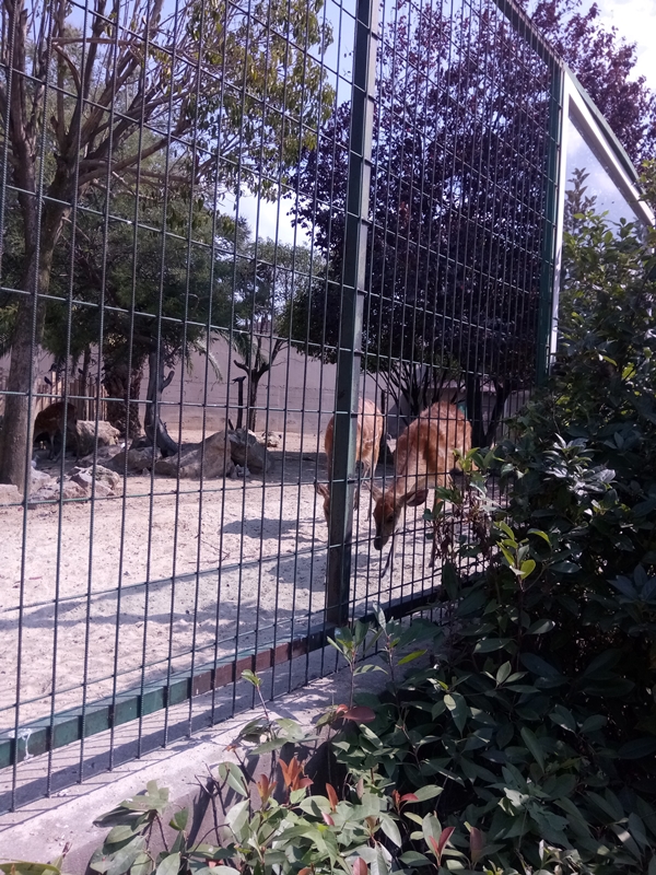 Foto - Binlerce hayvana ev sahipliği yapıyor: Faruk Yalçın Hayvanat Bahçesi ve Botanik Parkı