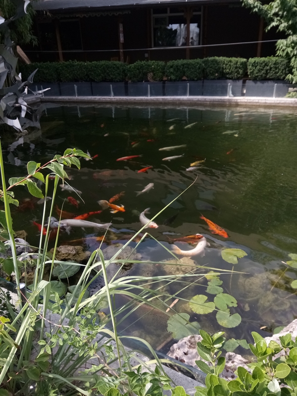 Foto - Binlerce hayvana ev sahipliği yapıyor: Faruk Yalçın Hayvanat Bahçesi ve Botanik Parkı