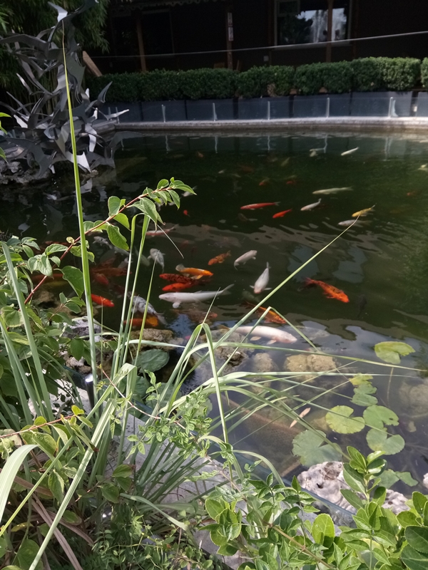 Foto - Binlerce hayvana ev sahipliği yapıyor: Faruk Yalçın Hayvanat Bahçesi ve Botanik Parkı