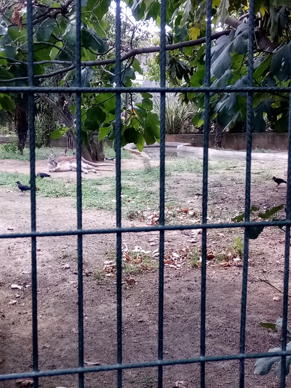 Foto - Binlerce hayvana ev sahipliği yapıyor: Faruk Yalçın Hayvanat Bahçesi ve Botanik Parkı