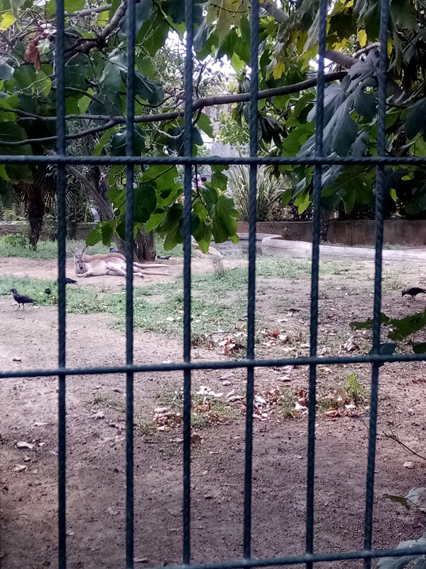 Foto - Binlerce hayvana ev sahipliği yapıyor: Faruk Yalçın Hayvanat Bahçesi ve Botanik Parkı