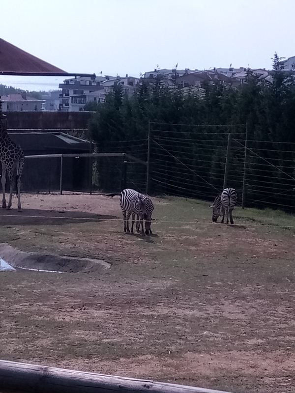Foto - Binlerce hayvana ev sahipliği yapıyor: Faruk Yalçın Hayvanat Bahçesi ve Botanik Parkı