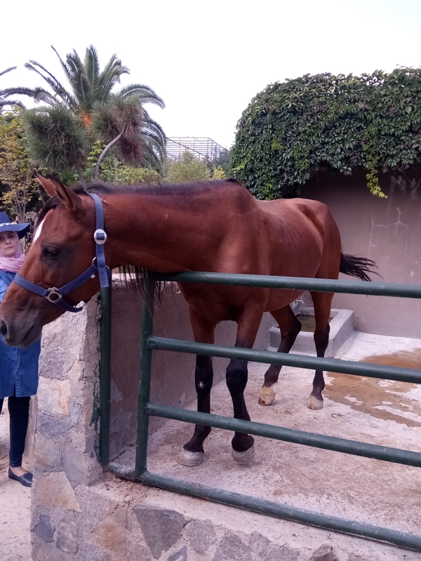 Foto - Binlerce hayvana ev sahipliği yapıyor: Faruk Yalçın Hayvanat Bahçesi ve Botanik Parkı