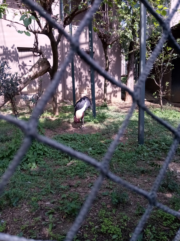Foto - Binlerce hayvana ev sahipliği yapıyor: Faruk Yalçın Hayvanat Bahçesi ve Botanik Parkı
