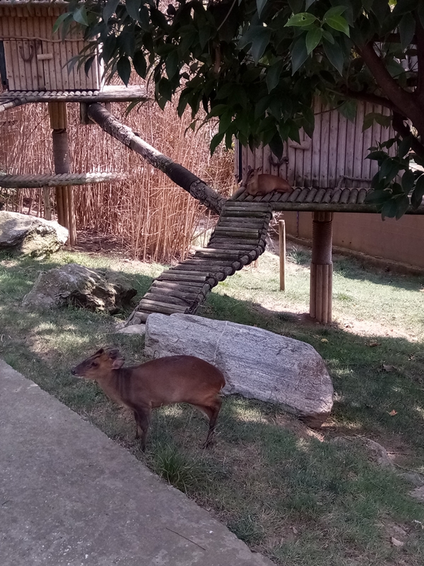 Foto - Binlerce hayvana ev sahipliği yapıyor: Faruk Yalçın Hayvanat Bahçesi ve Botanik Parkı