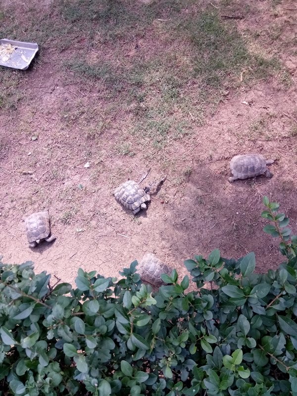 Foto - Binlerce hayvana ev sahipliği yapıyor: Faruk Yalçın Hayvanat Bahçesi ve Botanik Parkı