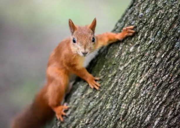 Foto - Binlerce sincabı öldürme kararı aldılar