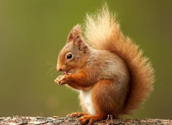 Foto - Binlerce sincabı öldürme kararı aldılar