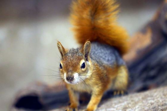 Binlerce sincabı öldürme kararı aldılar
