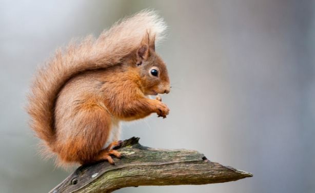 Foto - Binlerce sincabı öldürme kararı aldılar
