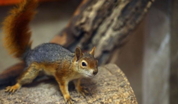 Foto - Binlerce sincabı öldürme kararı aldılar