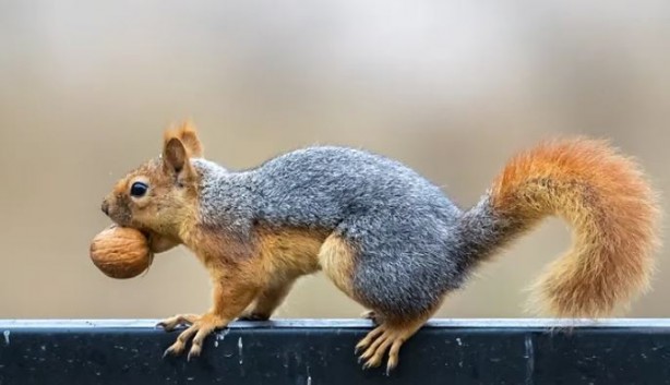 Foto - Binlerce sincabı öldürme kararı aldılar