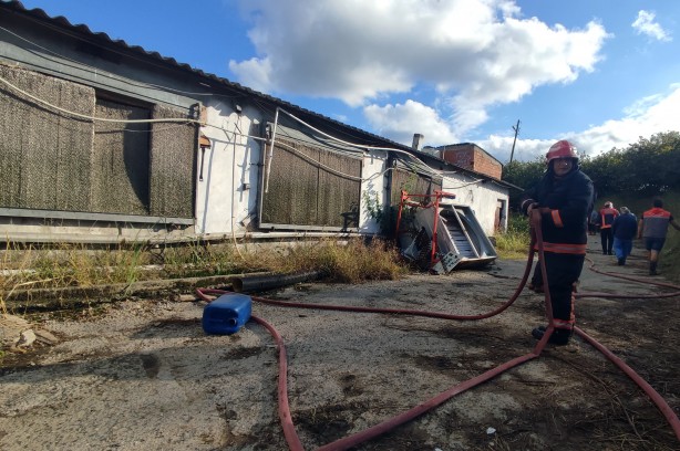 Binlerce tavuk telef olmaktan son anda kurtarıldı