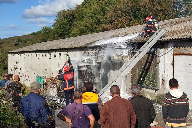 Foto - Binlerce tavuk telef olmaktan son anda kurtarıldı