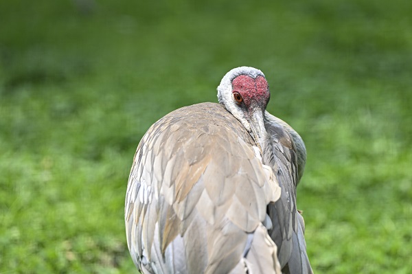 Foto - Binlerce türe ev sahipliği yapıyor