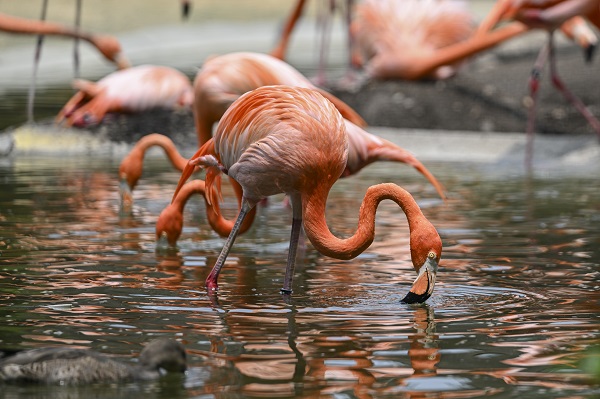 Foto - Binlerce türe ev sahipliği yapıyor