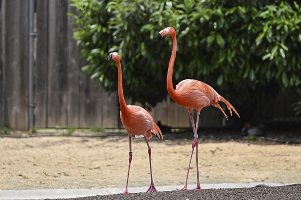 Foto - Binlerce türe ev sahipliği yapıyor