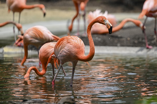 Foto - Binlerce türe ev sahipliği yapıyor