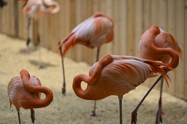 Foto - Binlerce türe ev sahipliği yapıyor