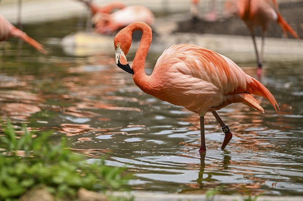 Foto - Binlerce türe ev sahipliği yapıyor