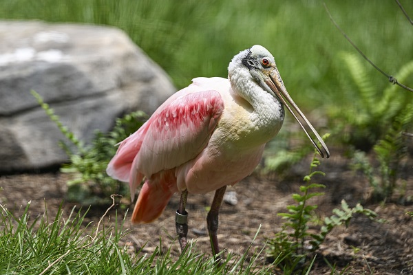Foto - Binlerce türe ev sahipliği yapıyor