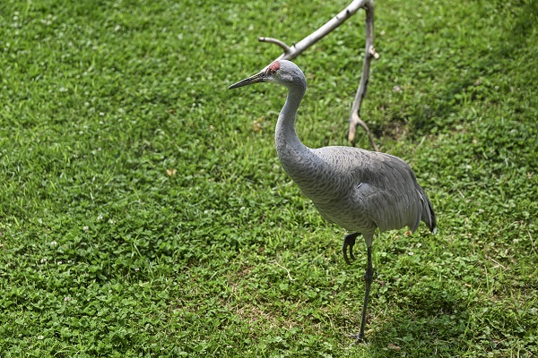 Foto - Binlerce türe ev sahipliği yapıyor
