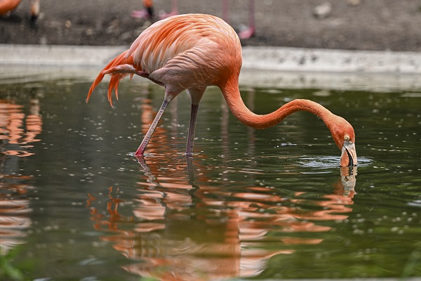 Foto - Binlerce türe ev sahipliği yapıyor