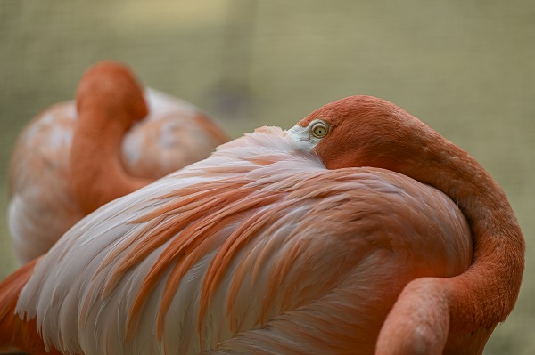 Foto - Binlerce türe ev sahipliği yapıyor