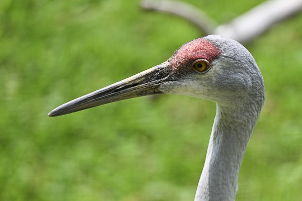 Foto - Binlerce türe ev sahipliği yapıyor