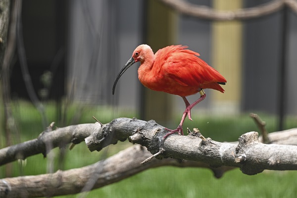 Binlerce türe ev sahipliği yapıyor