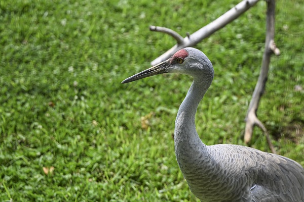 Foto - Binlerce türe ev sahipliği yapıyor