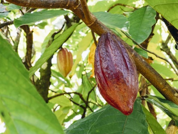 Foto - Binlerce yıl önce ilaç olarak kullanıldı 1 çay kaşığı tüketmek yeterli