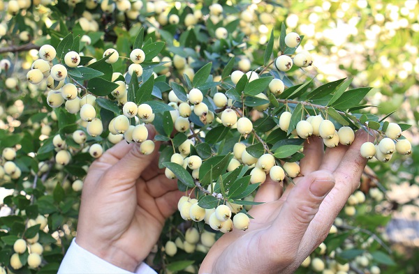 Foto - Bir ağaç 200 kilo meyve veriyor! Hem sağlıklı hem lezzetli